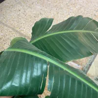 نیکولای پرنده بهشتی|گل و گیاه طبیعی|پارس‌آباد, |دیوار