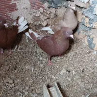 کبوتر دم سفید ماده|حیوانات|بجنورد, |دیوار