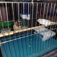 پرنده|پرنده|مراغه, |دیوار