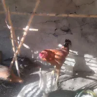 مرغ و خروس لاری