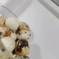 تخم بلدرچین