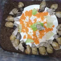 خزنده|خزنده|ارومیه, |دیوار