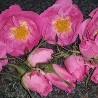 نهال گل محمدی