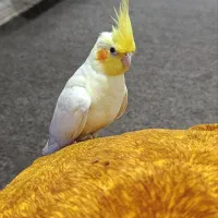 عروس هلندی ماده