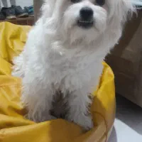 سگ نره مالتیز ترییر(چیکو)