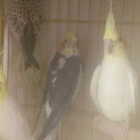 عروس هلندی های مولد روی جوجه ومرغ عشق