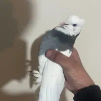 کفتر هما طوقی پا پر