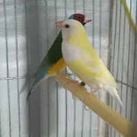 یک جفت فنچ گلدین|پرنده|کبودرآهنگ, |دیوار