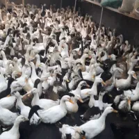 فروش اردک پکنی