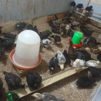 جوجه مرغ محلی دونه ۱۵۰هزار تومان