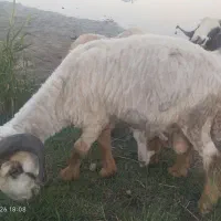 میش بشرط