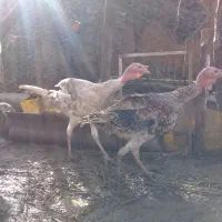 غازنروبوقلمون نرفروش