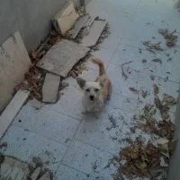 واگذاری سگ پامر