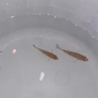 ماهی گوشتخوار جوئل