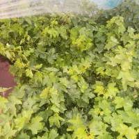 نهال انگور ترکمن4 شرابی بیدانه