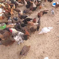 مرغ تخم گذار