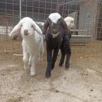 بره شیری و بره علفخوار سبک