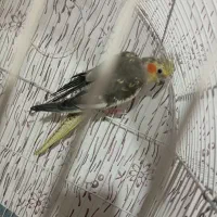 عروس هلندی|پرنده|مشهد, کوشش|دیوار