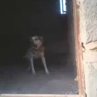 سگ نگهبان|سگ|محمدشهر, محمدشهر|دیوار