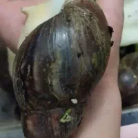 واگذاری حلزون اچاتینا