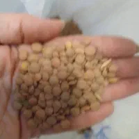 عدس روس موجود است