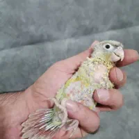 جوجه سرلاکی و نرمه خور گرینچیک