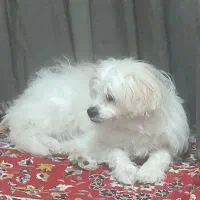 واگذاری سگ شیتزو پامر