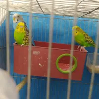 مرغ عشق . کبوتر|پرنده|شهرضا, |دیوار