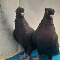 جفت زاغ ابادانی