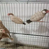 فنچ نرگسی شکلاتی|پرنده|تهران, بهمن یار|دیوار