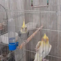 عروس هلندی|پرنده|مشهد, شهرک مهرگان|دیوار