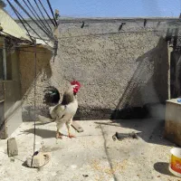 فروش خروس جوان مرغ گیر