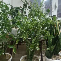 معاوضه گل با گل دیگری