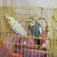 عروس هلندی|پرنده|بندر ماهشهر, |دیوار