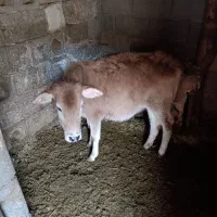 گوساله|حیوانات مزرعه|پاتاوه, |دیوار