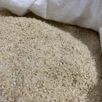 برنج نیم دانه هاشمی معطر شالیزار خودم