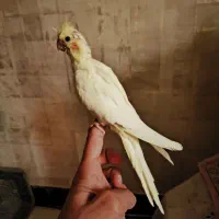 جوجه عروس هلندی