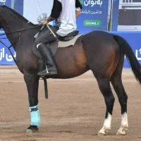 اسب تروبرد دو خون نریان