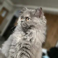 گربه ماده