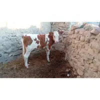 گوساله سیمینتال