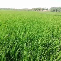 کار در مزرعه شالی