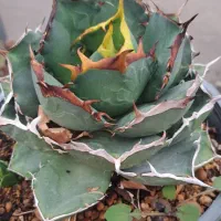 کاکتوس آگاو تیتانوتا