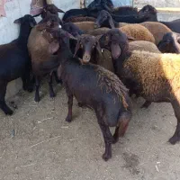 15راس توقلی ماده پای قوچ|حیوانات مزرعه|سیمین شهر, |دیوار