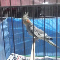 عروس هلندی نر دستی|پرنده|کرج, کرج نو|دیوار