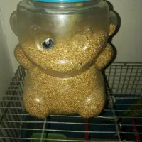 دو عدد مرغ عشق نر و ماده با دو تخم|پرنده|شهریار, دهشاد پائین|دیوار