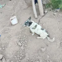 سگ پاکوتاه نروماده