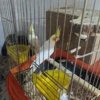 حیوان خانگی