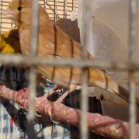 قناری شتری ماده|پرنده|شیبکوه (فارس), |دیوار