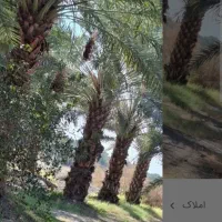 فروش ملک گشاورزی