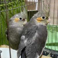 جوجه عروس هلندی دوماهه